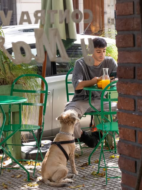 Pet friendly: perro en la vereda